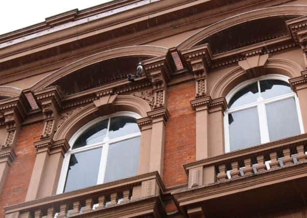 Two dead pigeons have been discovered caught up in netting which is used to protect Louth Town Halls sandstone building.
