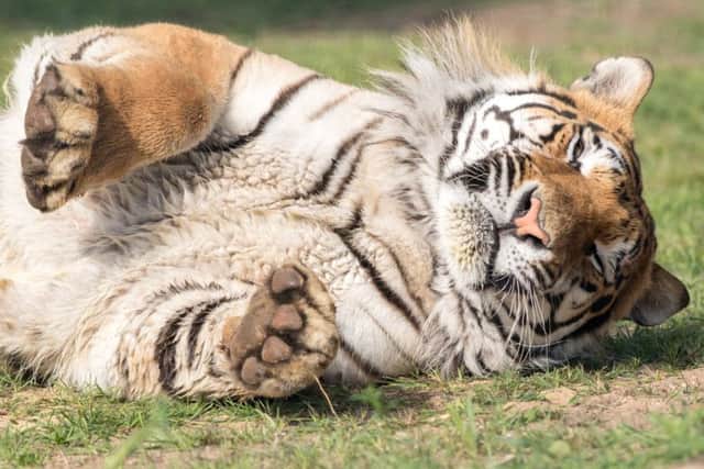 Paws-ing for thought: Syas, a Bengal tiger, who is one of the many attractions at the Wildlife Park.