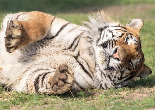 Paws-ing for thought: Syas, a Bengal tiger, who is one of the many attractions at the Wildlife Park.