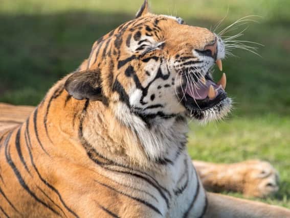 Syas the Bengal tiger. Picture: John Aron.