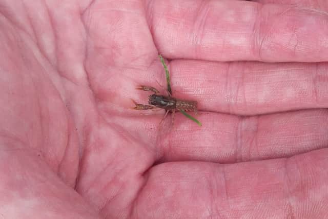 A young native crayfish.