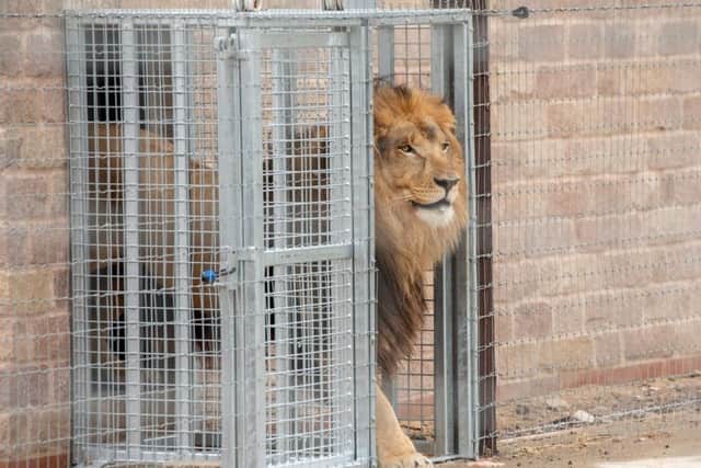 A lion leaving his enclosure at Wolds Wildlife Park.