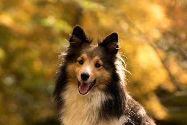Dog walkers have been warned by Lincolnshire Police.