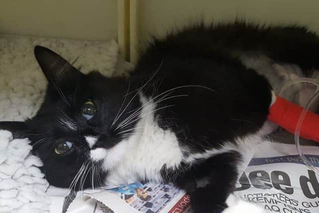 The cat underwent emergency treatment at the vets - losing her entire litter of kittens.