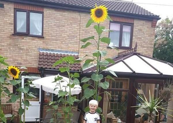 Bailey Tommon, six, standing in front of his grandfather Paul's sunflower measuring 9 feet, 7 inches. EMN-180822-160145001