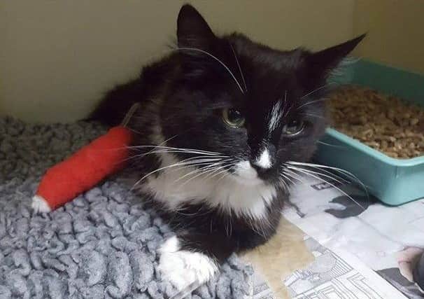 Ida the cat. Photos supplied by the Sleaford branch of Cats Protection.