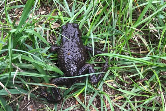 the rescued toad EMN-180826-204832001