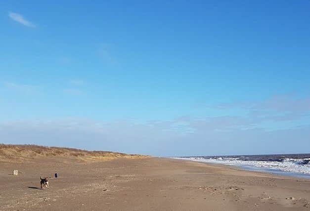 Dog owners are being warned to keep their pets out of the sea after a pet was taken sick over the weekend, ANL-180827-074312001