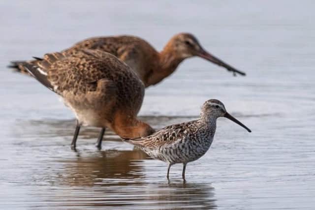 The stilt sandpiper at Frampton Marsh. Picture by Ted Smith