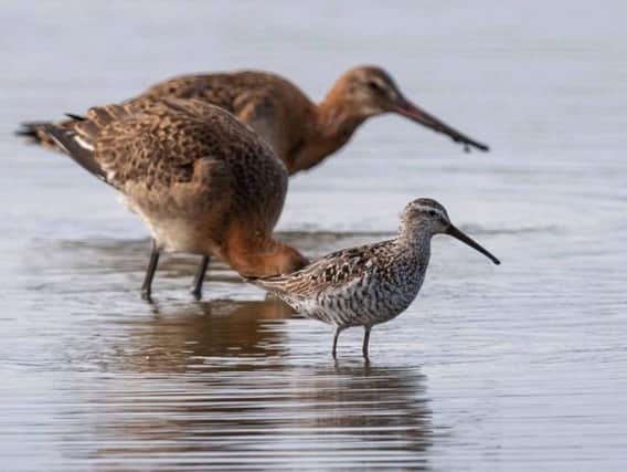 The stilt sandpiper at Frampton Marsh. Picture by Ted Smith