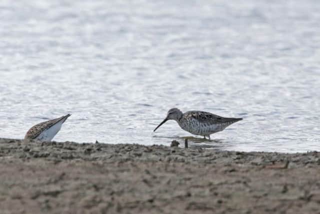 The stilt sandpiper at Frampton Marsh. Picture by Jim Lawrence