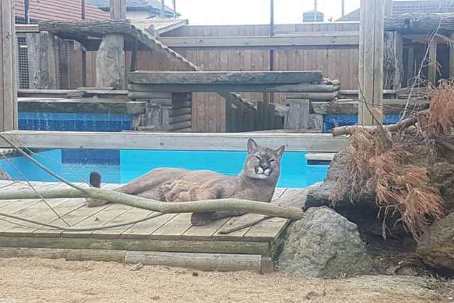 Nigel the puma. EMN-180830-165717001