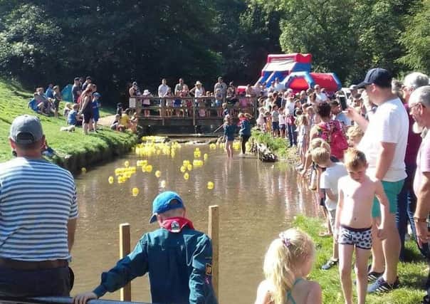 The River Lud through Hubbards Hills was filled with bright yellow ducks last Sunday, (September 2).