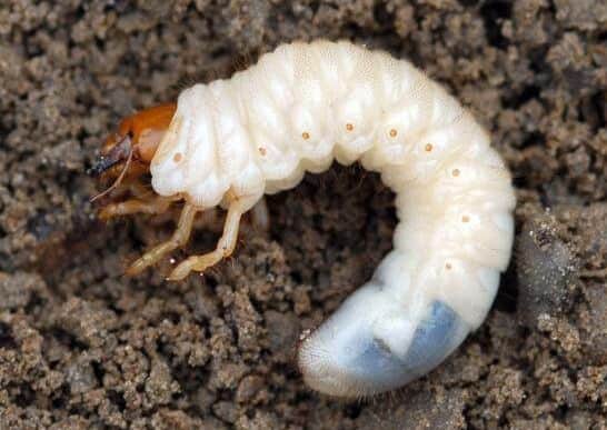 A chafer bug.