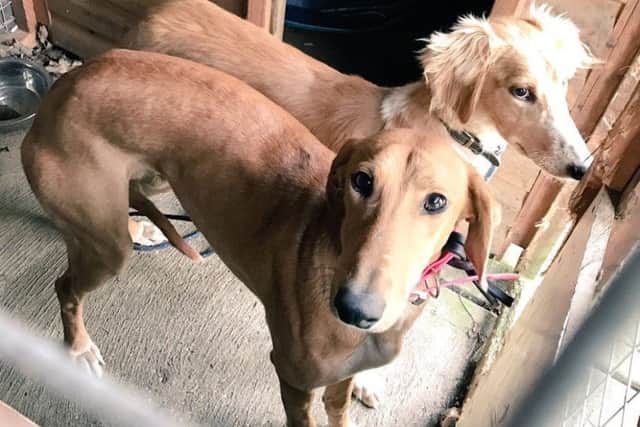 Lincolnshire Police are looking to save money on kennelling dogs seized from suspected hare coursers by bringing in a fostering scheme. EMN-180914-152734001