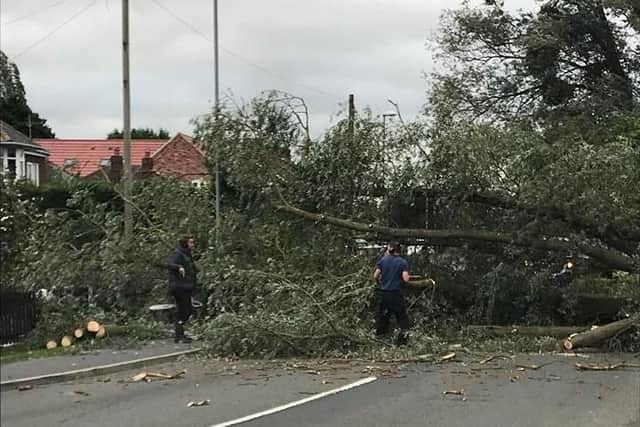 Julie Dixon's picture of the fallen tree
