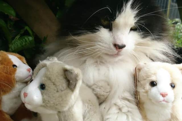 Gunby Hall cat Craig with his 'kittens' taking shelter in the greenhouse. ANL-180919-082026001