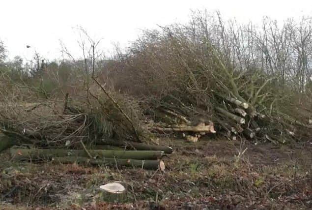 A picture taken earlier this year of some of the felled trees at the site off Witham Road, in Woodhall Spa.