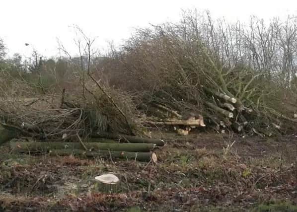 A picture taken earlier this year of some of the felled trees at the site off Witham Road, in Woodhall Spa.