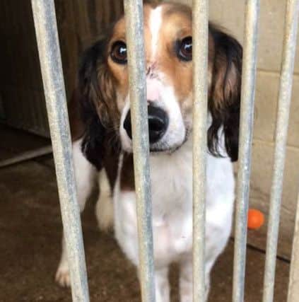 Lucky was seized and rehomed by Lincolnshire Police earlier this year after a court case involving hare courser Thomas Jaffray. EMN-180921-104506001
