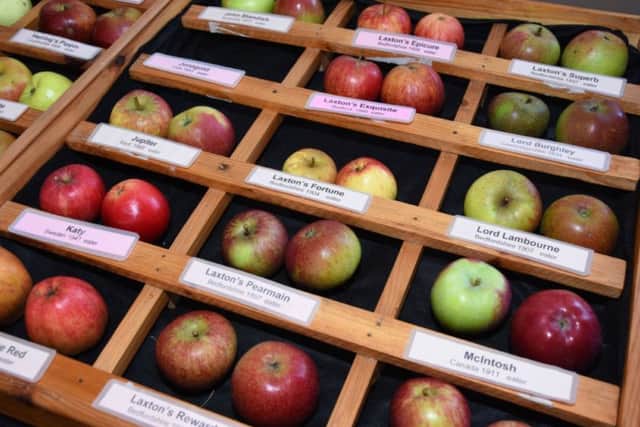 More than 100 varieties of apples will be on display at Wragby Apple Day. Photo by John Edwards EMN-180927-130820001