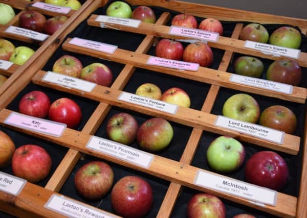 More than 100 varieties of apples will be on display at Wragby Apple Day. Photo by John Edwards EMN-180927-130820001