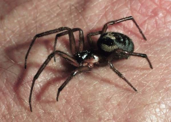 False widow spiders like this one were spotted by David Harris in Ruskington. EMN-180910-131046001