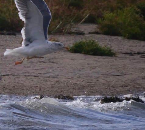 A gull flying alongside the Boston Belle on the RSPB trip into the Wash. Photo: Jan Croft. ANL-180410-135651001