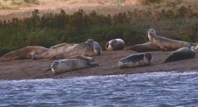 Seals gathered along the river bank watch the RSPB trip go by. Photo: Jan Croft ANL-180410-135732001