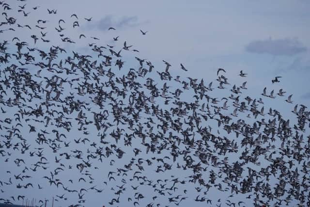 A floack of birds are disturbed by the Boston Belle as it passes by. Photo: Jan Croft. ANL-180410-135836001