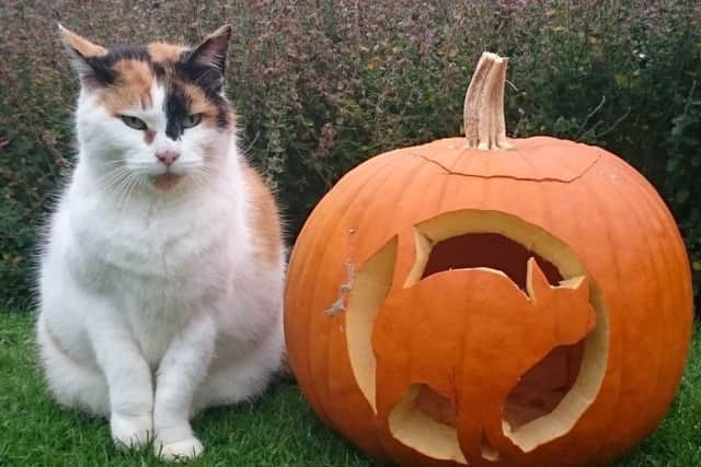 Gunby resident Committee the cat is looking forward to meeting you.EMN-180510-110012001