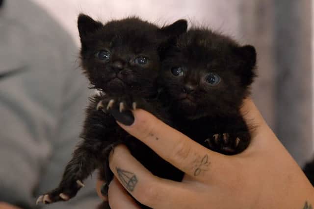 Rescued kittens Stormi and Luna.