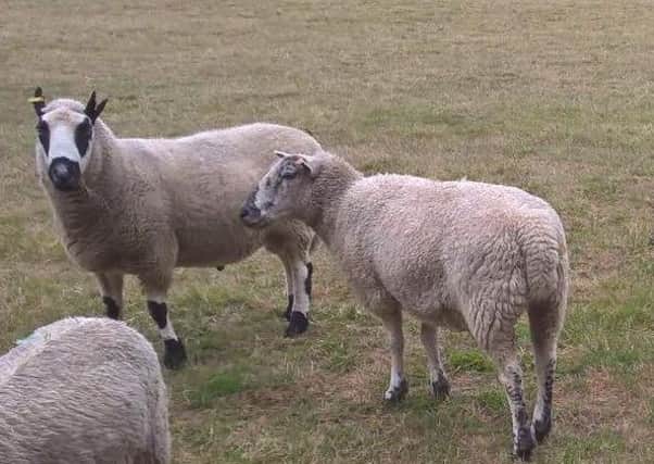 Toby the ram (left) and George before they were taken. EMN-181016-131528001