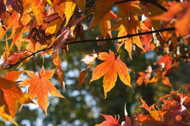 Autumnal event at Belton House. EMN-181010-104028001
