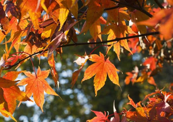 Autumnal event at Belton House. EMN-181010-104028001