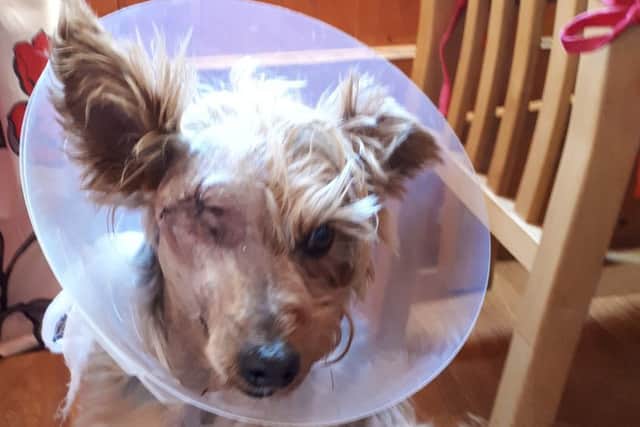 Coco back home after two operations, but unfortunately the vets were unable to save his eye. ANL-181110-172943001