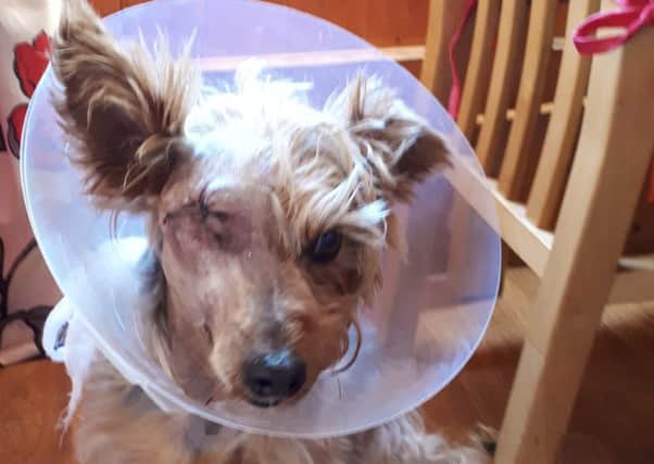Coco back home after two operations, but unfortunately the vets were unable to save his eye. ANL-181110-172943001