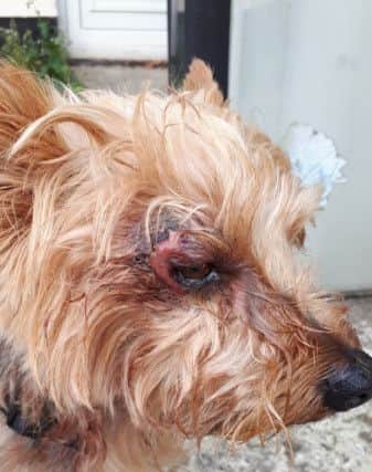 Coco's eye was so badly injured it became infected. ANL-181110-173009001