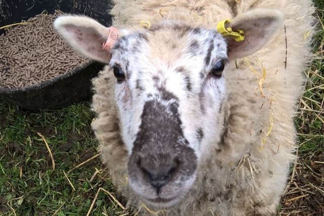 George - Bev and Ian's tame ram that was stolen. EMN-181016-131517001