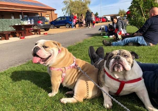 The bulldog walk and meet in Boston attracted around 50 people.
