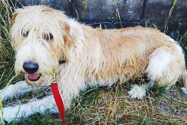 Have you seen Pirry? EMN-181017-114657001