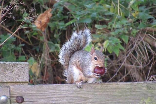 Squirrel by Kate Collins EMN-181022-215021001