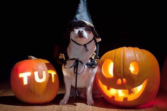 One of the entries into South Lincs Vet Group's Halloween pets competition.
