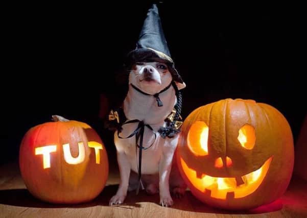 One of the entries into South Lincs Vet Group's Halloween pets competition.