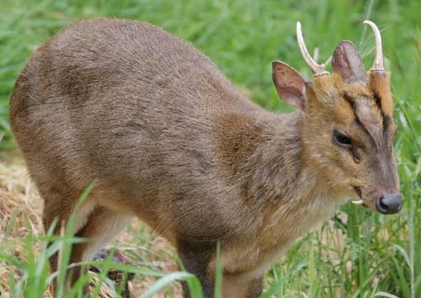 A Muntjac deer similar to teh one rescued by firefighters in Sleaford. EMN-180211-104325001