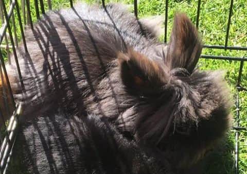 The lionhead rabbit that has been taken by thieves from a family home in Anwick. EMN-181115-165458001
