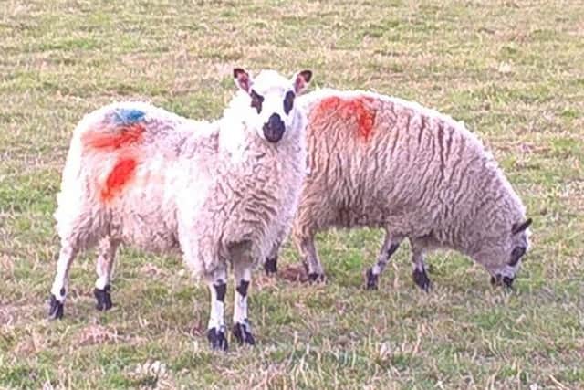 Three young ewes were also taken in the latest livestock theft from a field in Leasingham. EMN-181115-180255001