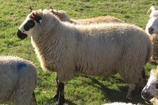 The young ram lamb stolen from Leasingham with orange tags in its ears. EMN-181115-180244001