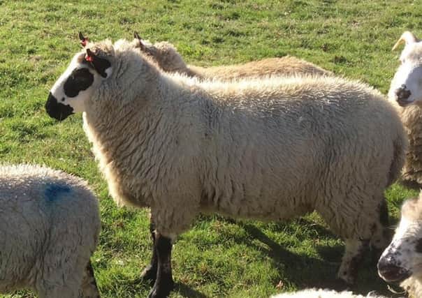 The young ram lamb stolen from Leasingham with orange tags in its ears. EMN-181115-180244001