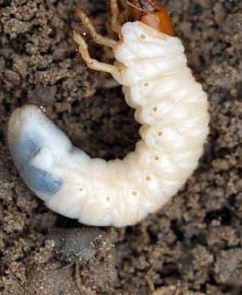 A chafer grub.